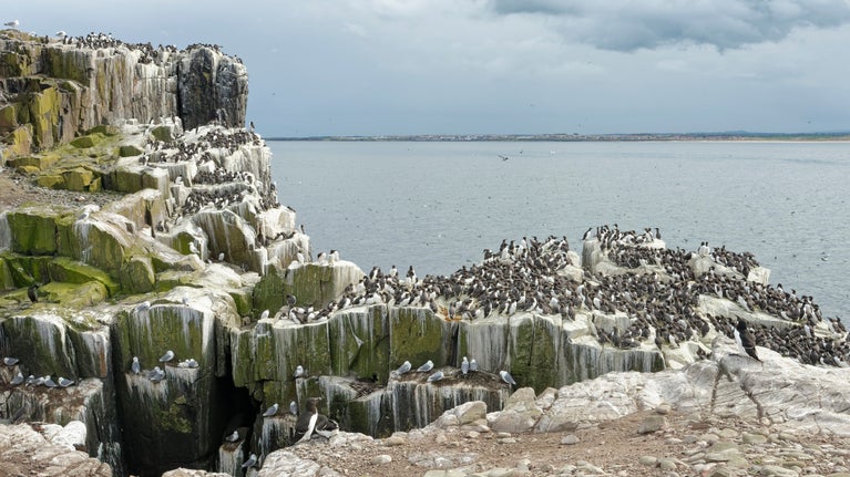 Hundreds of dark-coloured seabirds on craggy rocks with a grey sea behind